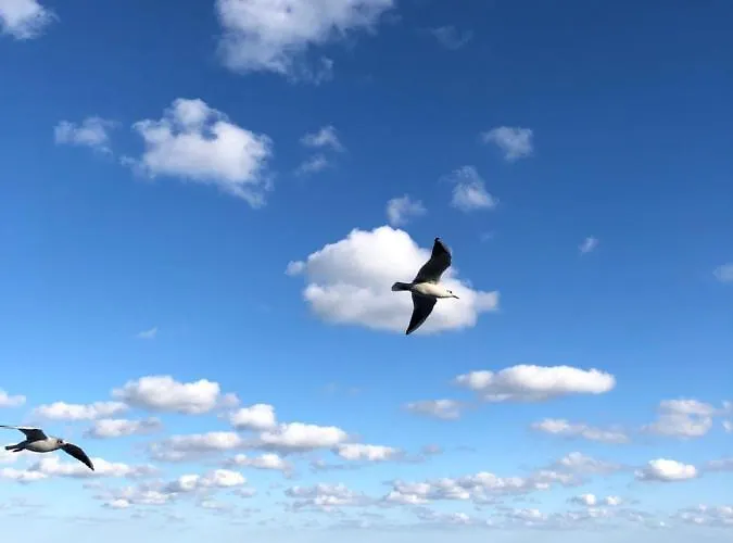 французский бульвар довженко Apartament